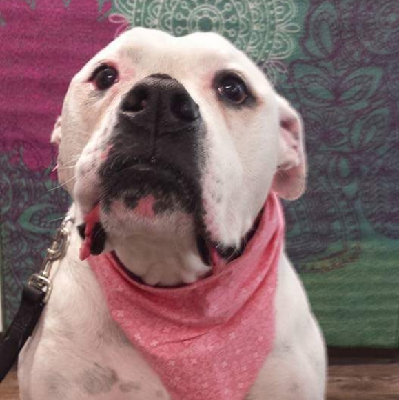 Meet your Posher, Becky - Picture 5 of 8